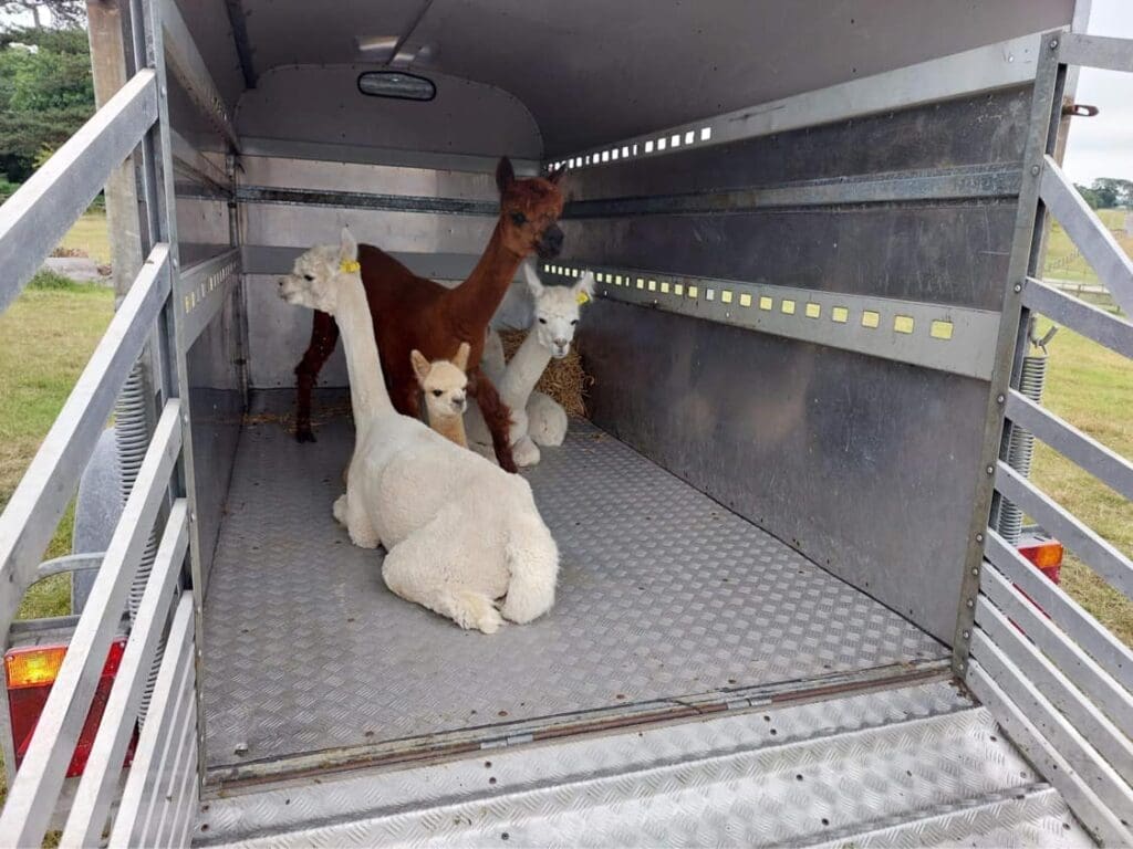 alpacas 1