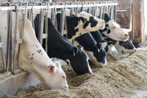 Volac dairy cows eating @300 min scaled 1