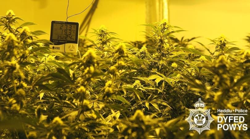 Op Mille Newtown plants.jpg
